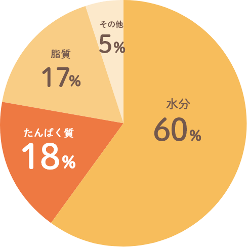 からだの構成要素円グラフ