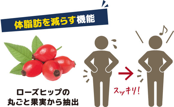 体脂肪を減らす機能