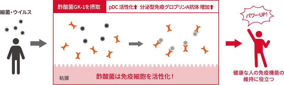 細菌・ウイルス 酢酸菌GK-1を摂取 pDC 活性化⬆︎  分泌型免疫グロブリンA抗体 増加⬆︎ 粘膜 酢酸菌は免疫細胞を活性化！パワーUP！健康な人の免疫機能の維持に役立つ