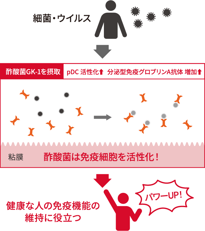 細菌・ウイルス 酢酸菌GK-1を摂取 pDC 活性化⬆︎  分泌型免疫グロブリンA抗体 増加⬆︎ 粘膜 酢酸菌は免疫細胞を活性化！パワーUP！健康な人の免疫機能の維持に役立つ