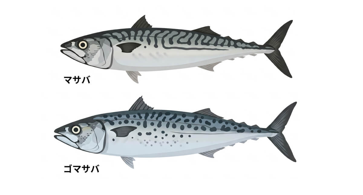 サバの種類
