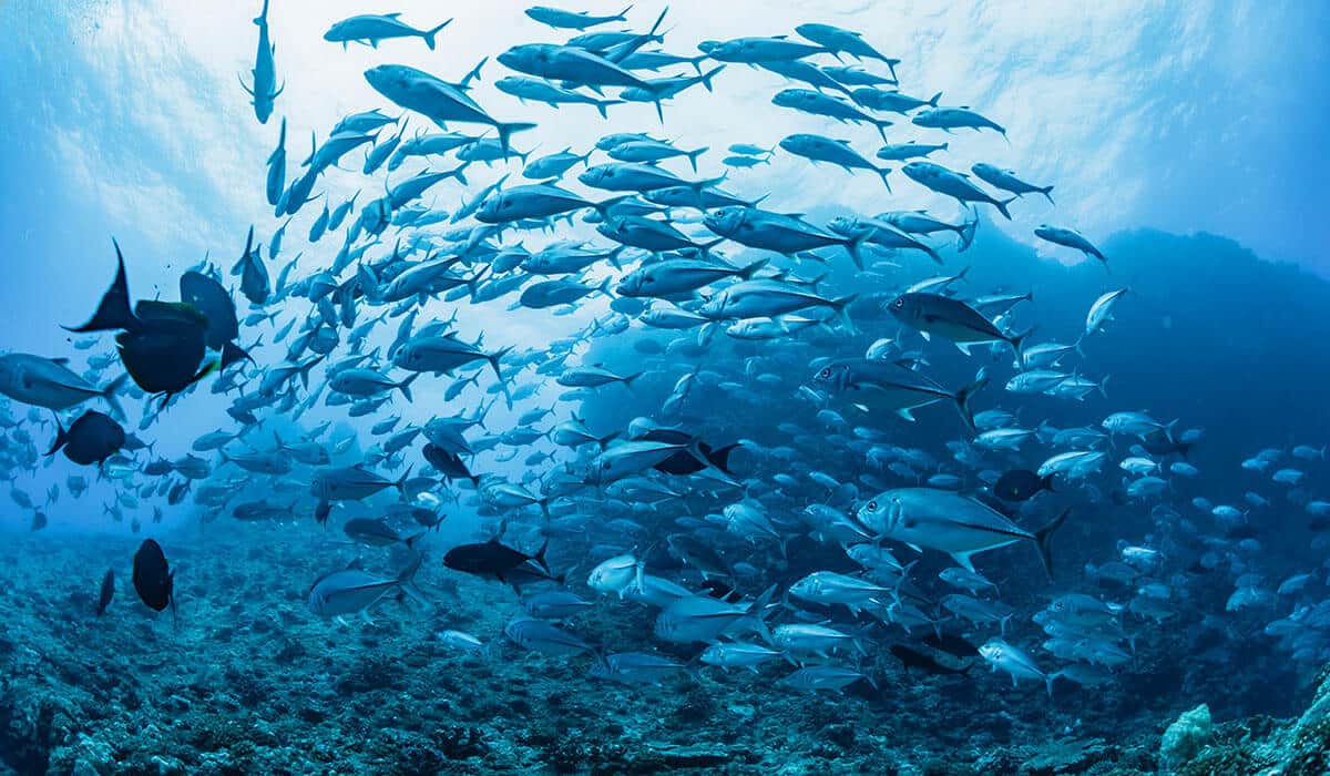 豊かな海と環境