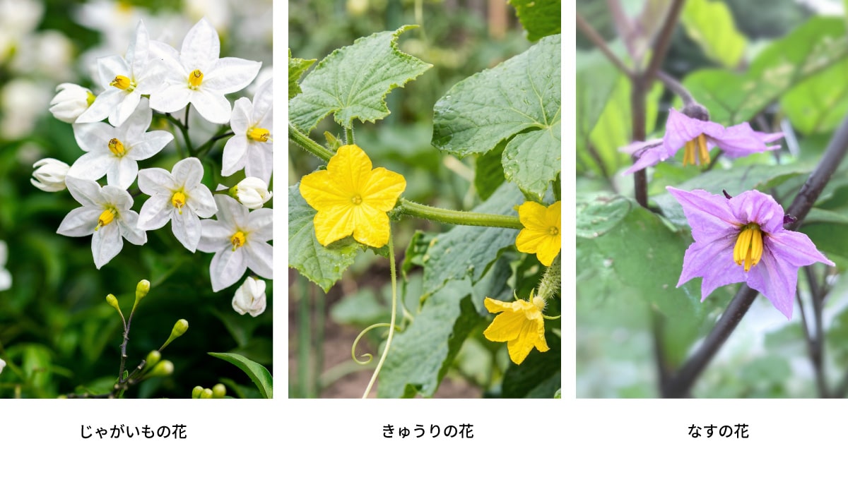 作物の花