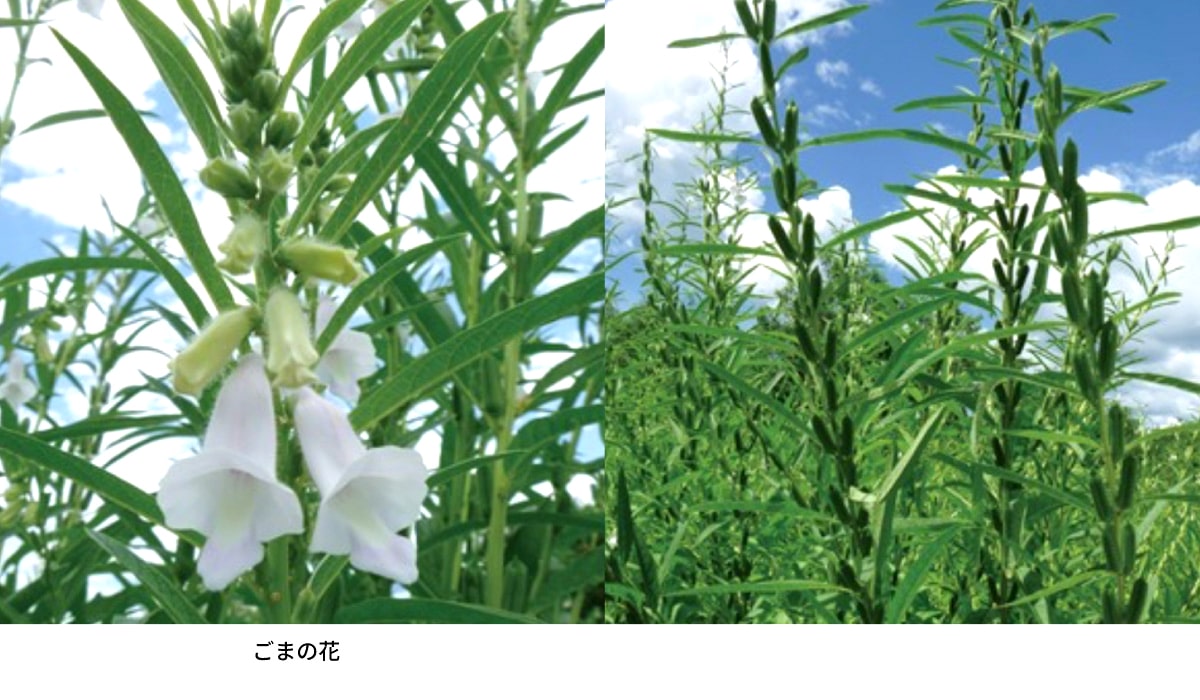 ごまの花