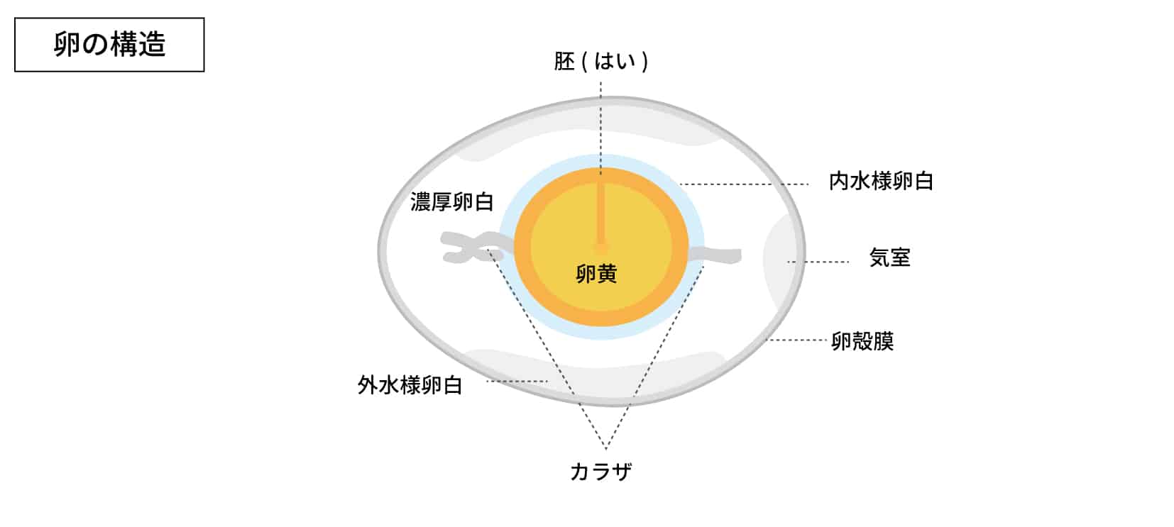 卵断面図
